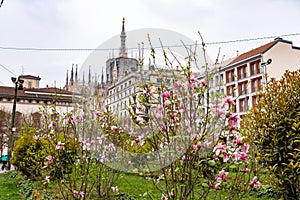 Blossming trees in the spring time in Milan, Italy