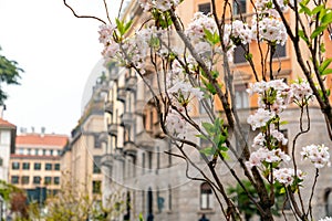 Blossming trees in the spring time in Milan, Italy