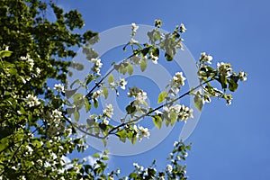 Blossom against Blue Sky in beautiful garden in West Yorkshire England