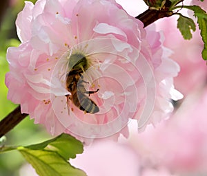 Blossom almond flower with bee