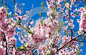 Blossom almond tree on blue sky, delicate pink and white flowers. Spring time. Nice spring and Easter post card