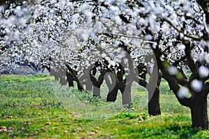 Blossom almond trees photo