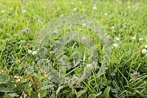 Blossom alpine meadow with spikelets, green grass, clover, different flowers, texture, closeup, blur. Idyllic nature background.