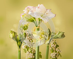 Blossom Amaryllis Hippeastrum Double  Galaxy Group