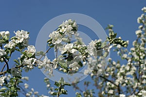 Blossom Apple Anna 3