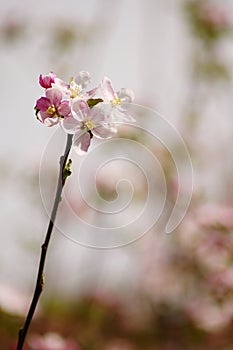 Blossom apple branch in orchard
