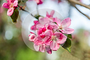 blossom apple flowers on blurred background