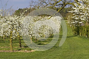 Blossom apple orchards