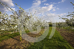 Blossom apple orchards