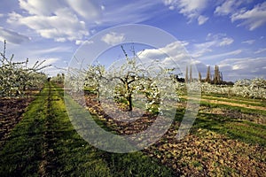 Blossom apple orchards