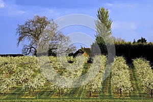 Blossom apple orchards