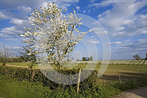 Blossom apple orchards