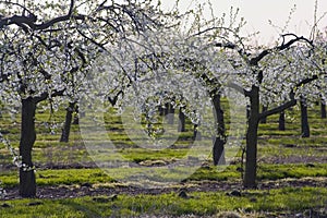 Blossom apple orchards