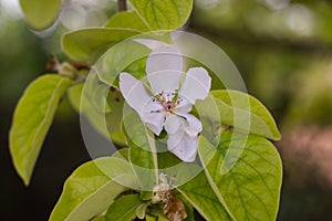 Blossom apple over nature background, spring flowers