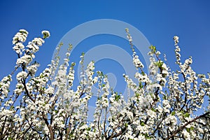 Blossom apple over sky background, spring flowers