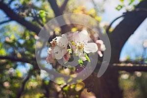 Blossom apple tree