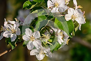 Blossom apple tree