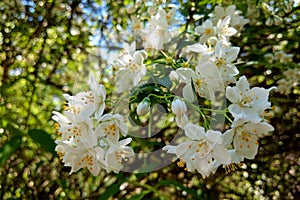 Blossom apple tree. Apple flowers close-up. nature