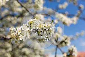 Blossom apple tree, blue background