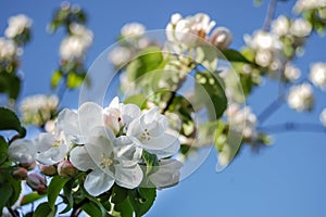 Blossom apple tree on blue sky background