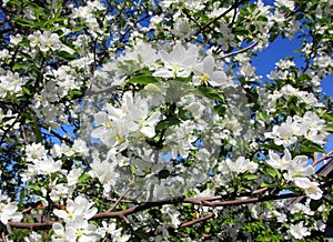 Blossom apple tree branch