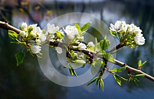 Blossom apple-tree branch