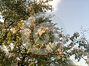 Blossom apple tree branch