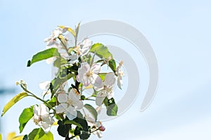 Blossom apple-tree branch in spring.