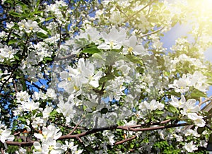 Blossom apple tree branch
