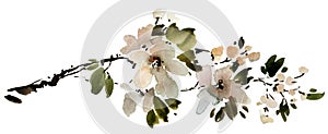 Blossom apple tree branch photo