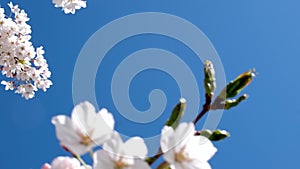 Blossom apple tree branch with white flowers on blue sky and bright sun background. Natural floral seasonal background