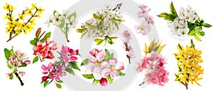 Blossom apple tree cherry twig pear almond forsythia Set spring