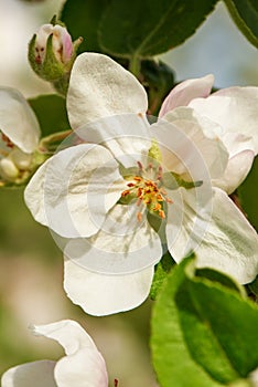 Blossom of apple tree flower in a spring