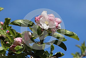 Blossom on apple tree, malus domestica, blue sky