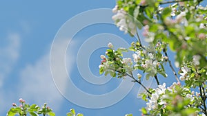 Blossom apple tree on nature green background in springtime. Beautiful flowers on a branch of an apple tree.