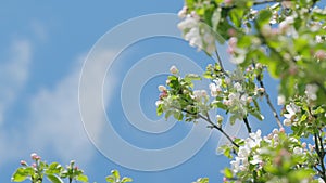 Blossom apple tree on nature green background in springtime. Beautiful flowers on a branch of an apple tree.