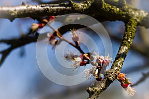 Blossom apple tree over nature background/ Spring flowers/Spring Background