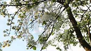 Blossom apple tree with sunset light on background. Apple tree flower close up. Beautiful white flowers