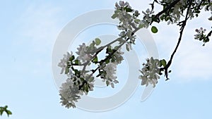 Blossom apple tree with sunset light on background. Apple tree flower close up. Beautiful white flowers