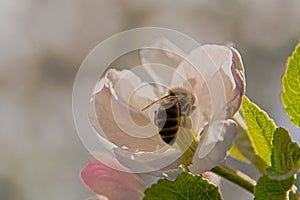 Blossom apple tree in the vineyard of Monor
