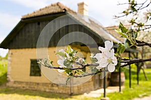 Blossom apple tree in the vineyard of Monor