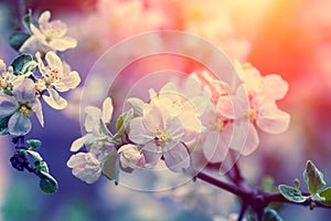 Blossom apple tree