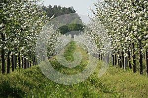 Blossom apple-trees garden at the spring. Sunny day