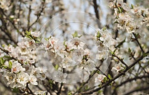 Blossom of apricot blossom