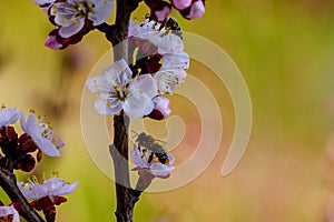 Blossom apricot branch with beautiful white and pink flowers and blooming flower buds with bees on flowers in the garden in spring