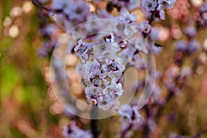 Blossom apricot branch with white pink flowers with bee on flower in spring day