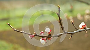 Blossom apricot flower fruit tree growing bloom bud white red branch orchards garden spring trees Prunus armeniaca