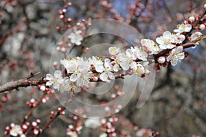 Blossom of apricot flowers in spring season in April