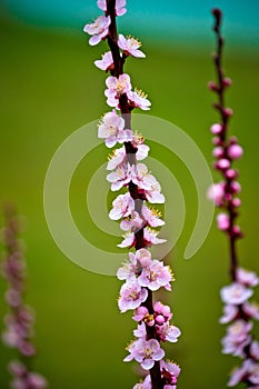 Blossom apricot tree springtime view