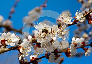 Blossom aprocot tree photo